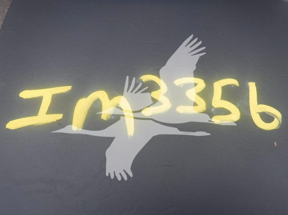 ASPHALT-PLANER-IM3356-4 ASPHALT-PLANER-IM3356-4